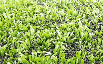 Hạt cao su trải sân bóng đá cỏ nhân tạo
